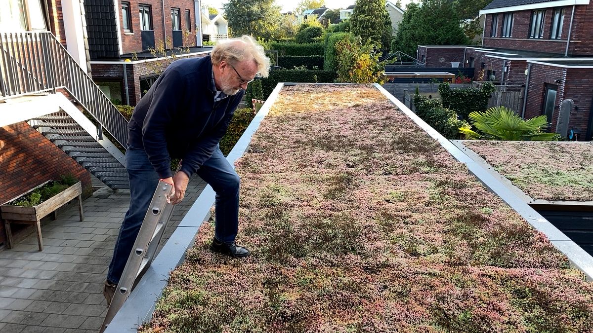 Buren leggen samen groen dak op schuurtjes in Odijk: 'Zelfs de critici zijn nu positief'