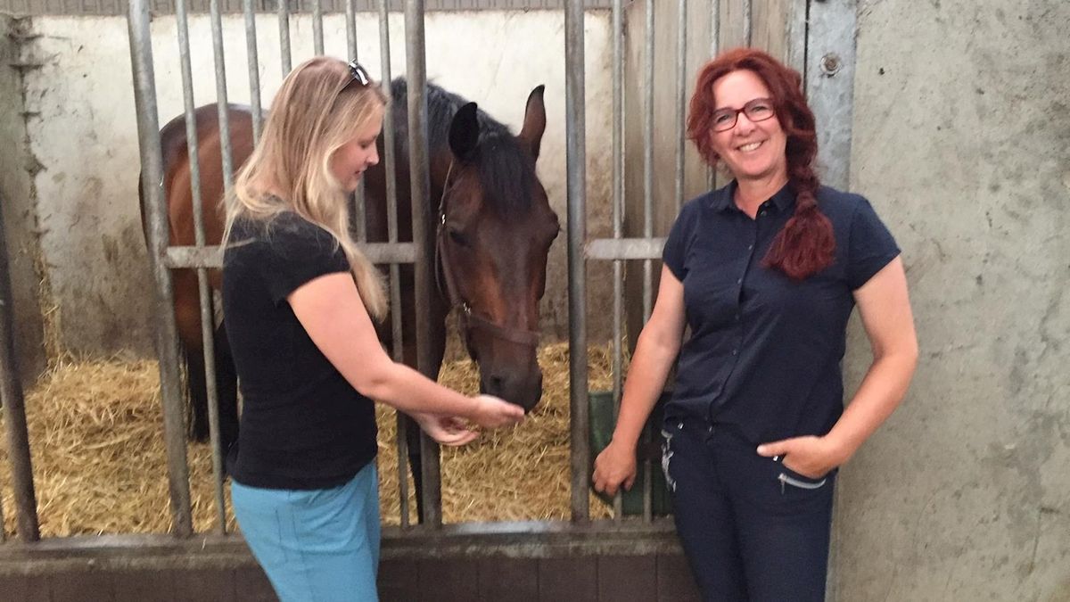Paarden in Witharen gaan extra vroeg op stap vanwege de hitte