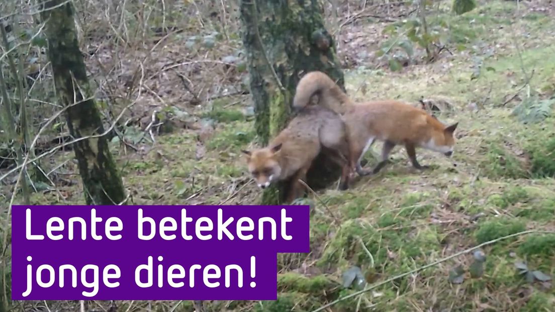 Dieren paren en krijgen jongen