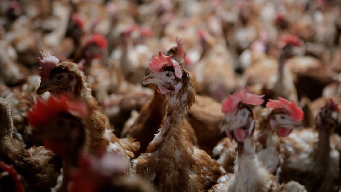 De luchtverontreiniging in de Gelderse Vallei, rondom Barneveld, komt vooral door de grote hoeveelheid pluimveehouderijen.