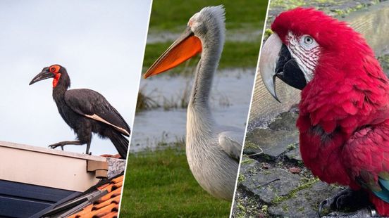 Vier bijzondere vogels ontsnapt uit dierenpark in paar maanden tijd, hoe kan dat? Home