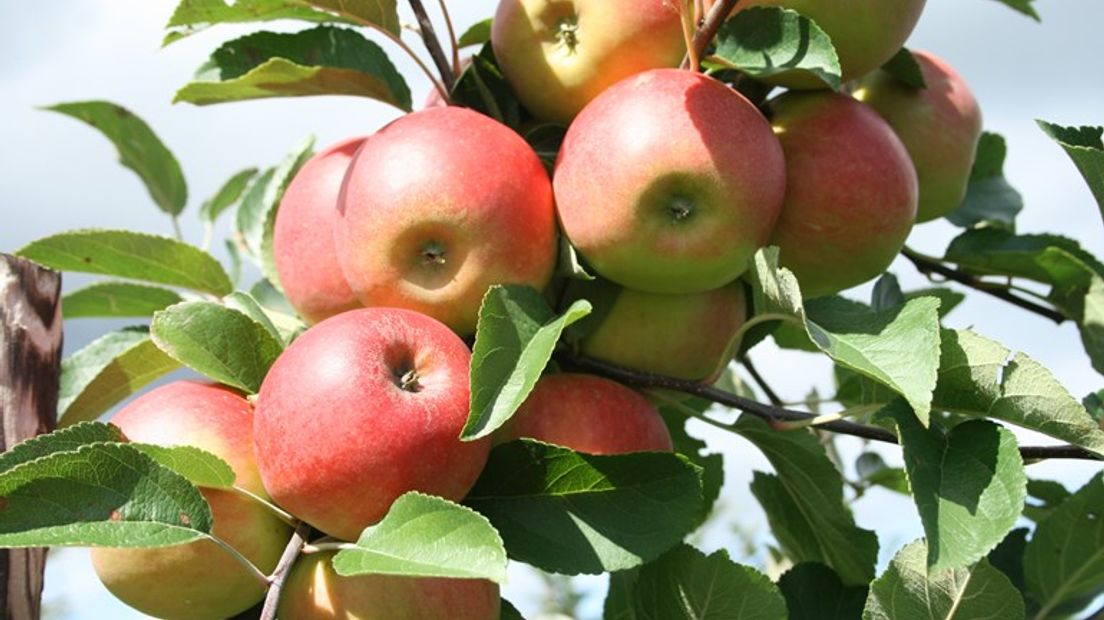 De teelt van appels en peren veroorzaakt flinke vervuiling van de bodem en het oppervlaktewater rond boomgaarden met pesticiden. Dat stelt Greenpeace zondag na onderzoek bij negen niet-biologische boomgaarden in onder meer Gelderland.
