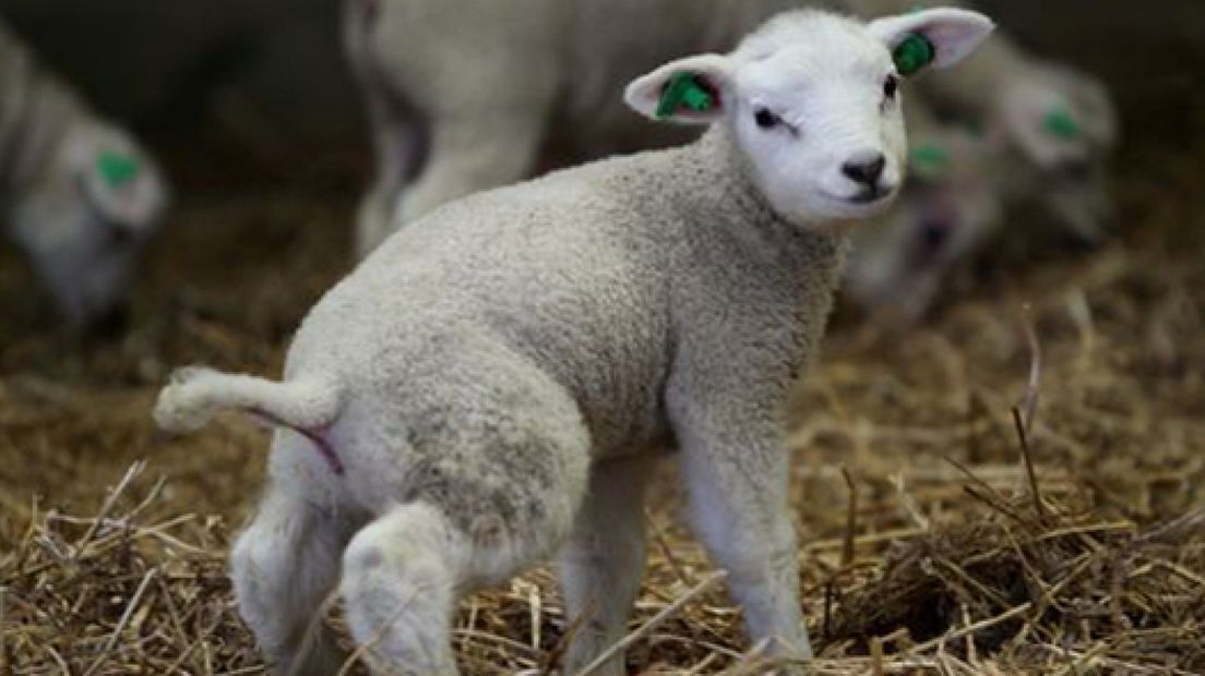 Lammetjes achter slot en grendel