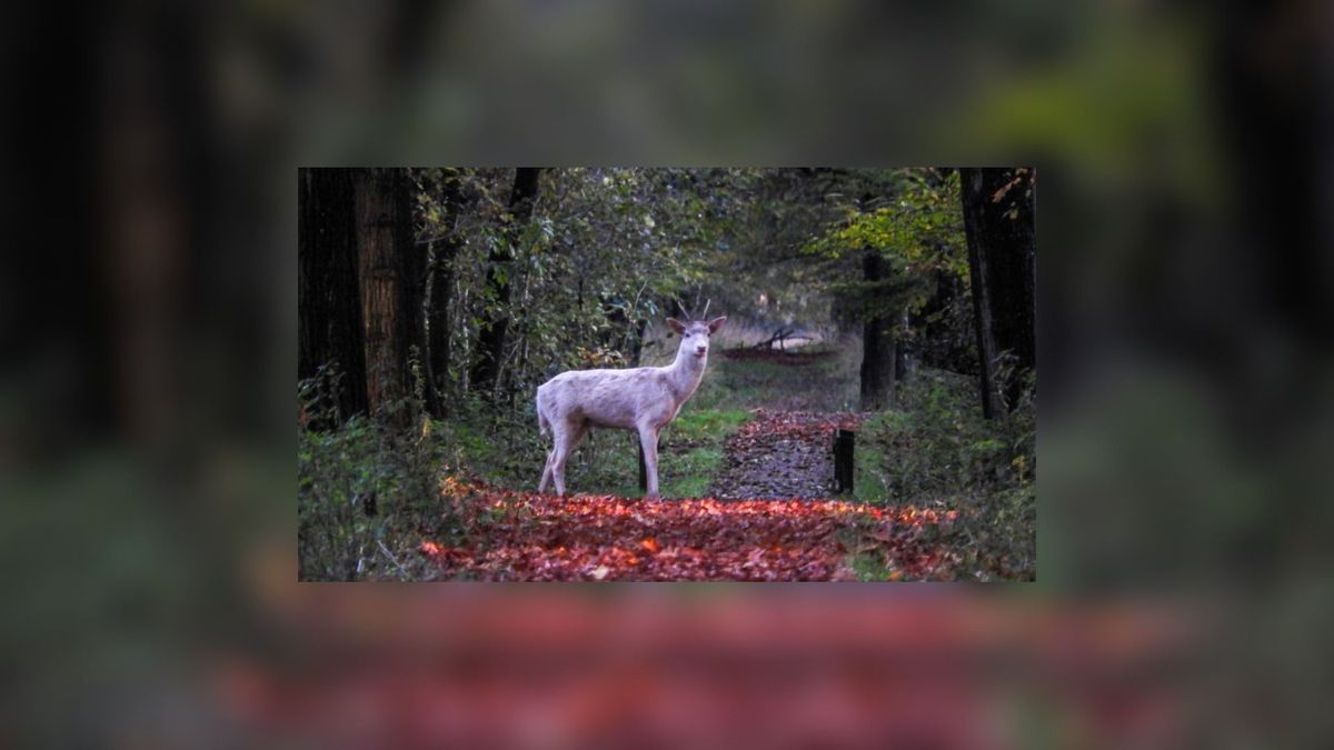Albino-hert gespot in het Ketliker Skar