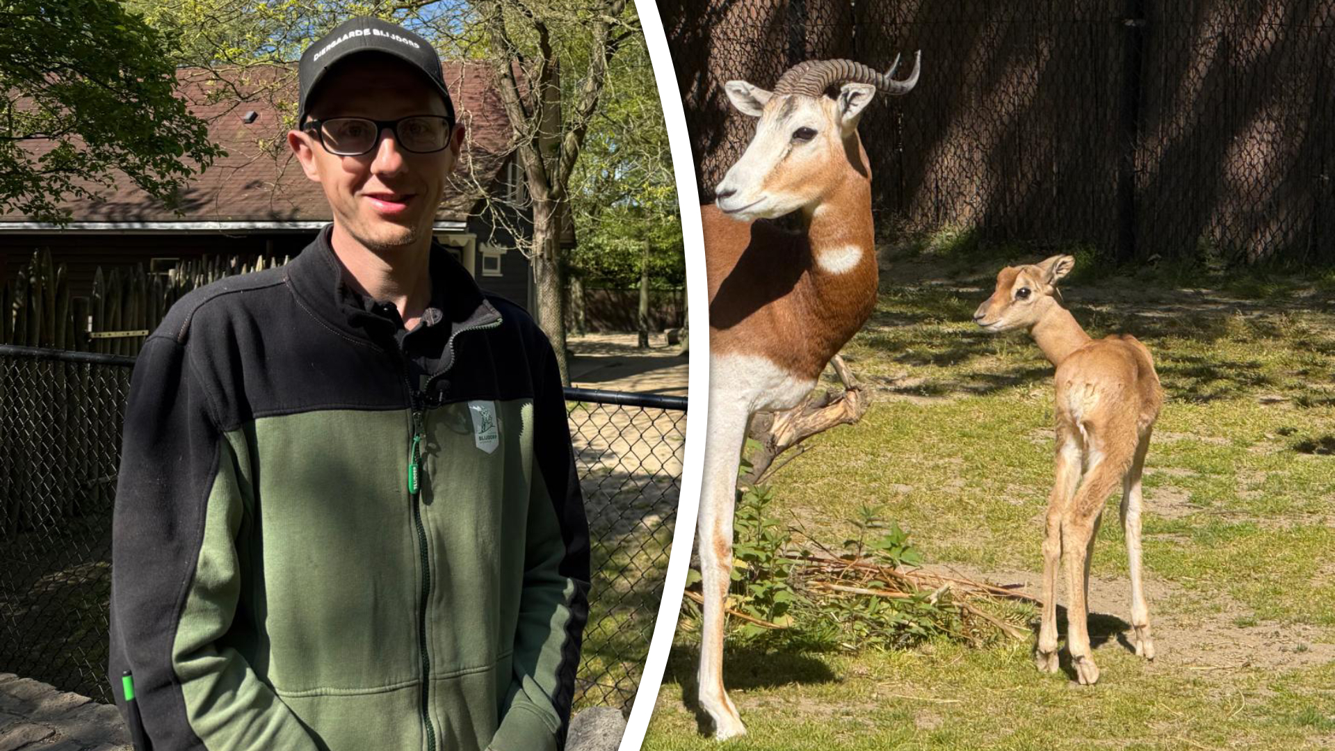 Dierenverzorger Jordy kan zijn geluk niet op met alle nieuwe dieren in Blijdorp, waaronder de mhorrgazelle helemaal rechts.