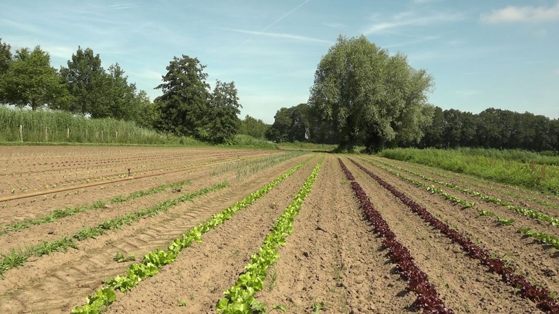 Je eigen eten verbouwen samen met mensen uit de buurt: dat is het concept van Herenboeren. Op twee plekken in Gelderland staan groepen burgers klaar om op deze totaal nieuwe manier hun eigen eten te gaan produceren. Ze willen gezamenlijk een stuk grond pachten, een boer in loondienst nemen en dan voor hun eigen groente, fruit, vlees en eieren gaan zorgen. In navolging van een initiatief in het Brabantse Boxtel.