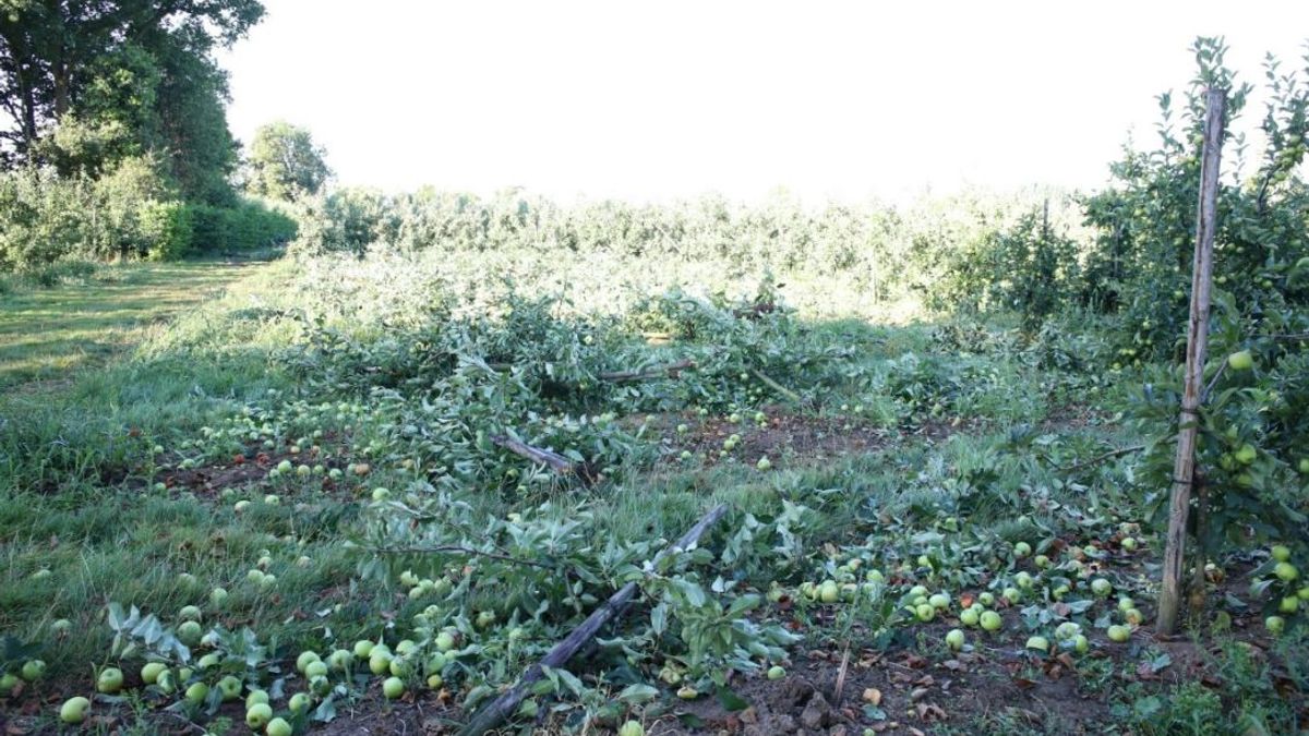 Verwoesting boomgaard in Dreumel: 'Niet te geloven'