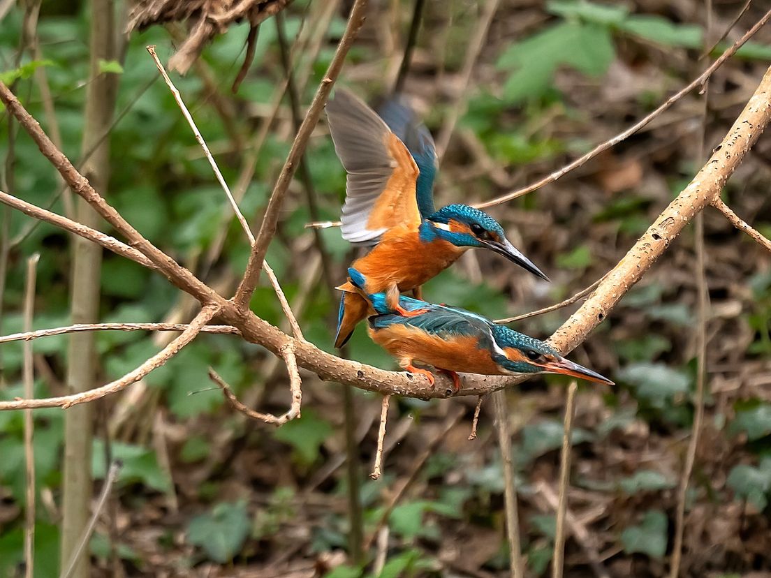 Ed's vogelvriendin Wilma van Holten legde een paring vast in Schiedam