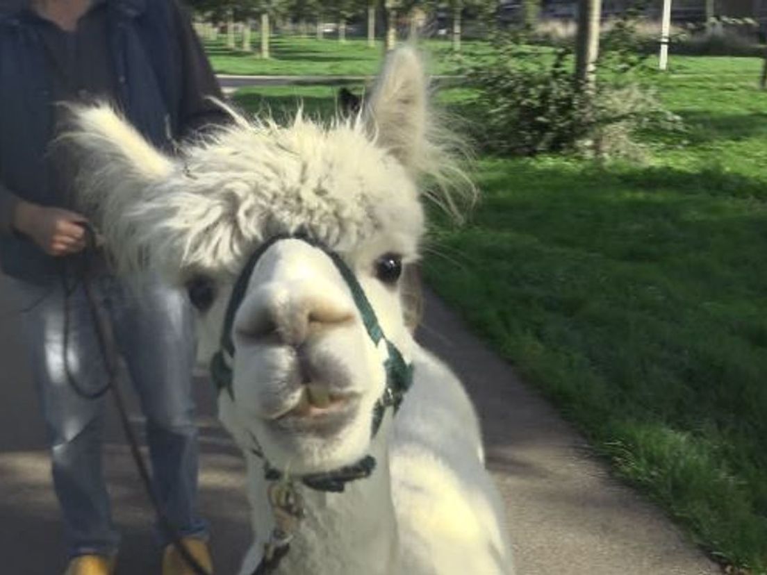 Een van de alpaca's