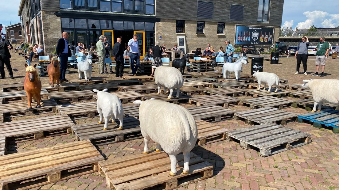 Het duel 5 tegen 5 Fries met schapen en pony's om extra aandacht te vragen voor de tweekamp