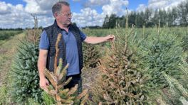 Vandaal vernielt duizenden kerstbomen bij Gerrit: 'Verschrikkelijk'