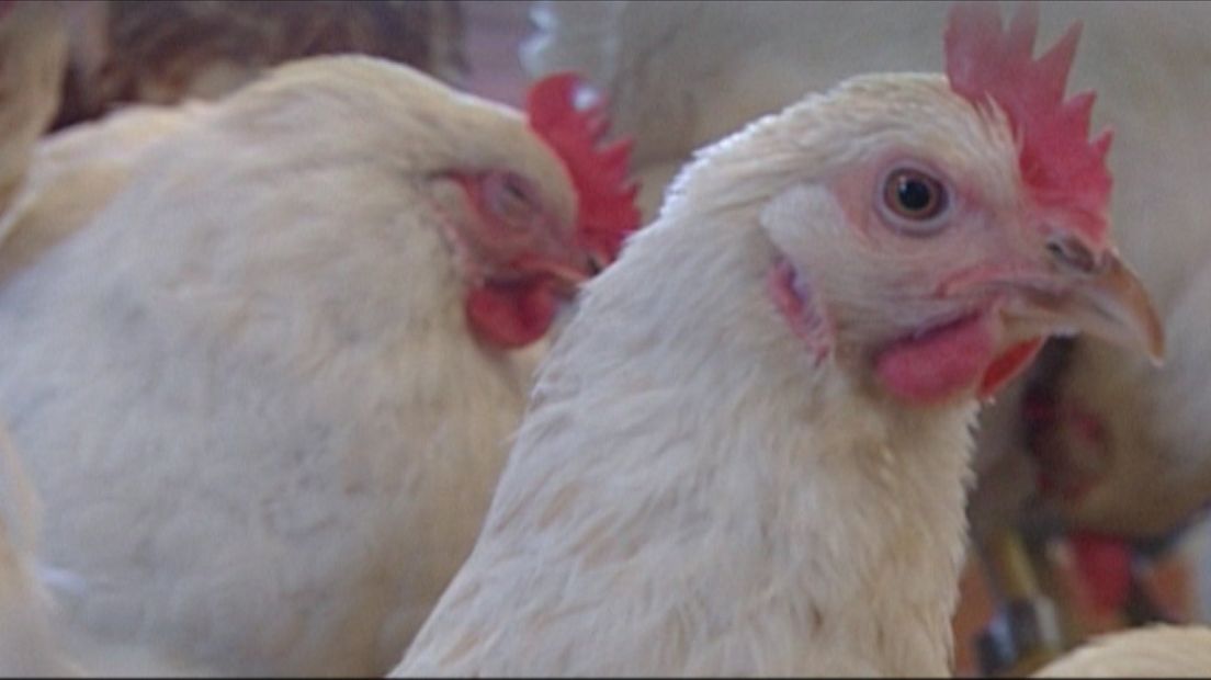 Pluimveehouders in Barneveldkomen voorlopig met de schrik vrij.