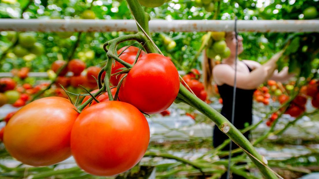 Tomaten in een kas