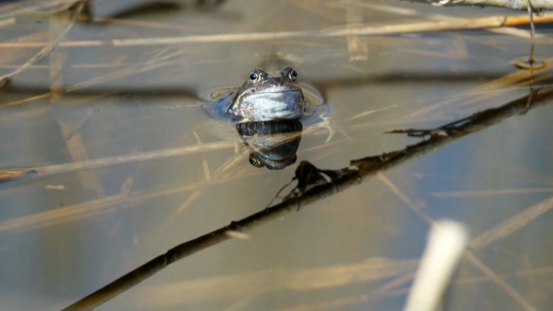 Deze kikker kleurt knalblauw om indruk te maken op de vrouwtjes