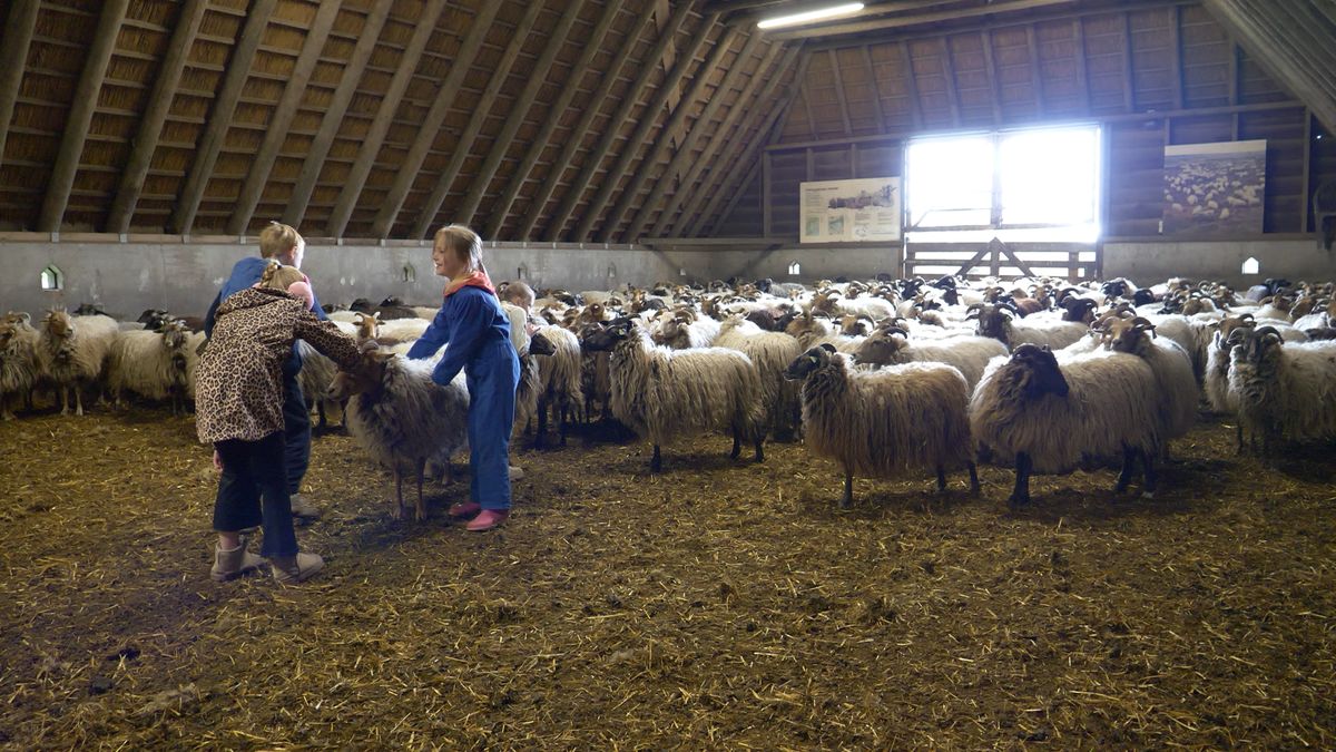Een kwispelend schaap en een sprint naar de heide: leerlingen gaan op pad met de herder