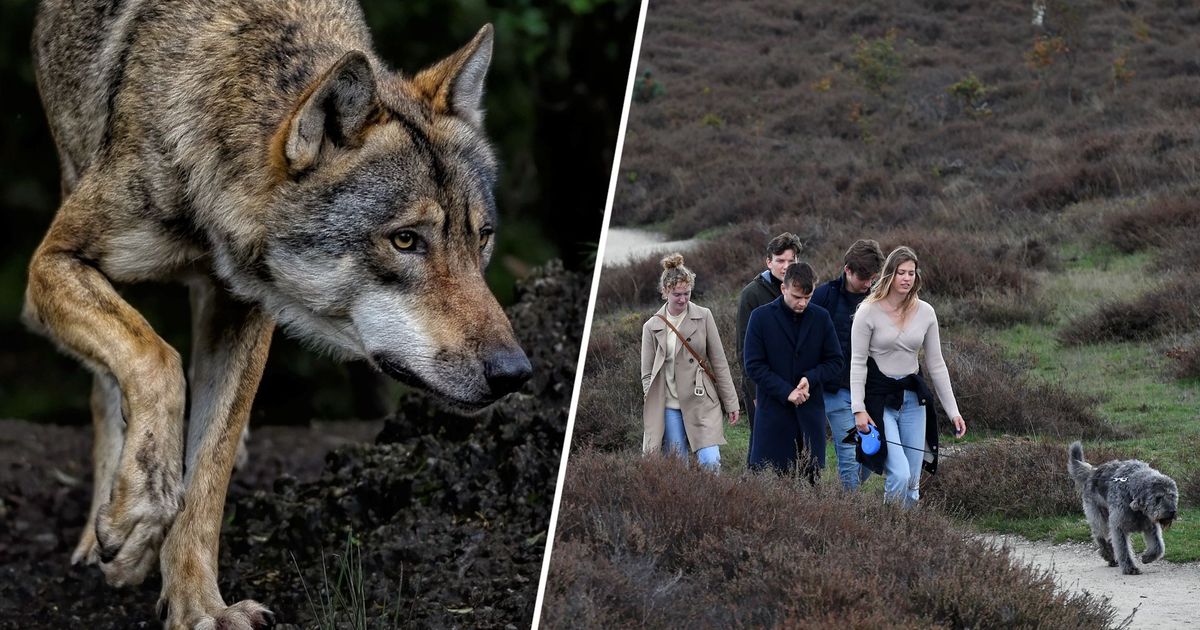 Schrik na wolvenbeet, maar dít moet je doen als een wolf je volgt