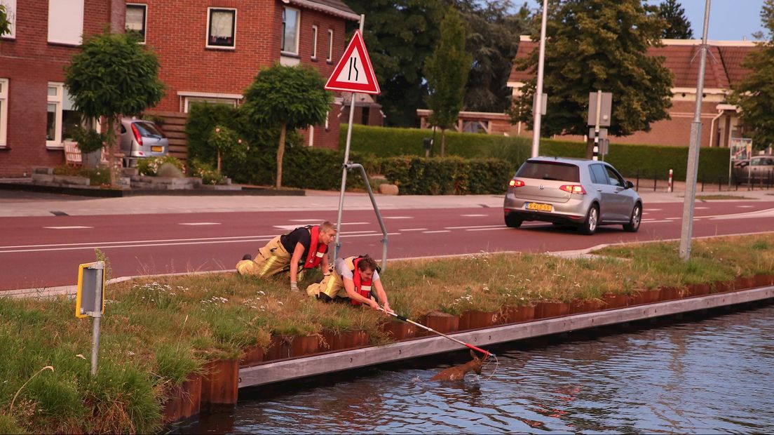 Ree uit water gered in Daarlerveen