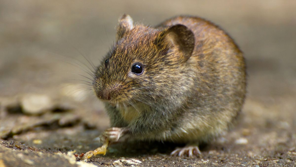 Muizen vreten Friese weilanden kaal: 