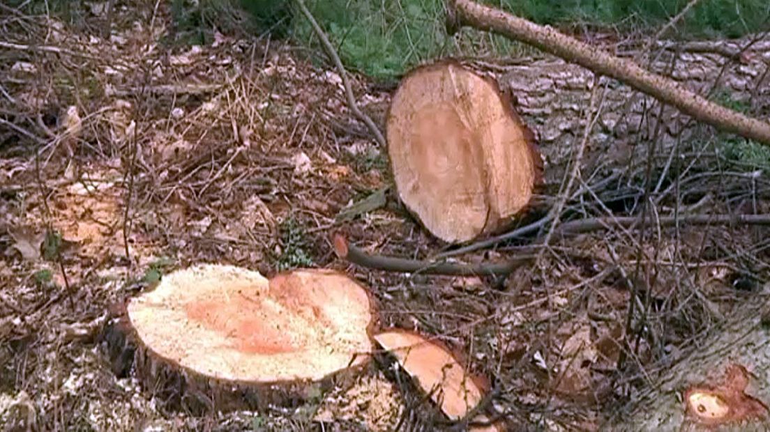 Voor de komst van de natuurbegraafplaats zouden bomen moeten wijken.