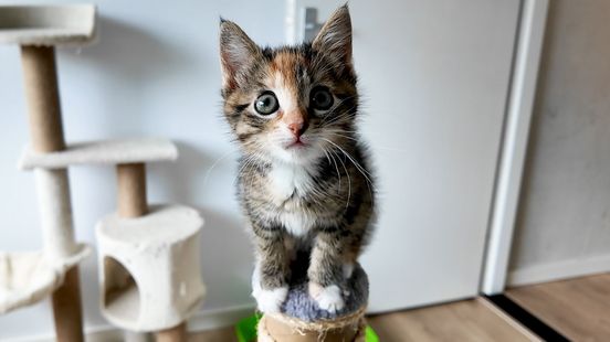 Asiel wordt overladen met kittens: 'Soms worden ze gedumpt in een gesloten zak'