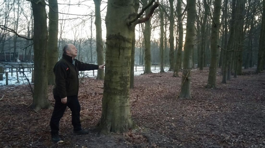 Een terrein bij Ermelo ter grootte van ongeveer 2200 voetbalvelden wordt sinds woensdag gebruikt als oefenbos. Het is daarmee het grootste oefenbos van Nederland. Studenten van groene opleidingen en de Wageningen Universiteit kunnen er aan de slag om te oefenen en te onderzoeken.