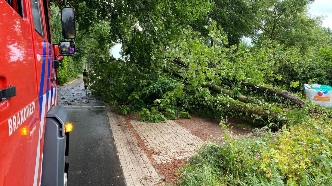 Omgewaaide boom in Diepenveen