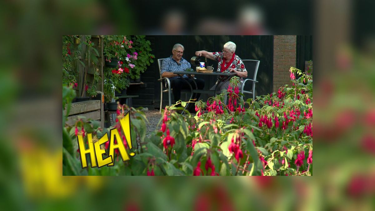 HEA! Een fuchsia van bijna vier meter