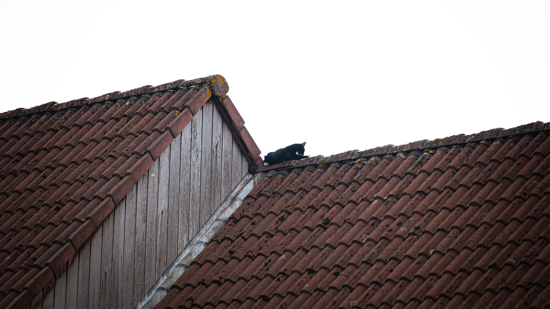 Het gemiauw van de kat was op tientallen meters afstand goed te horen.