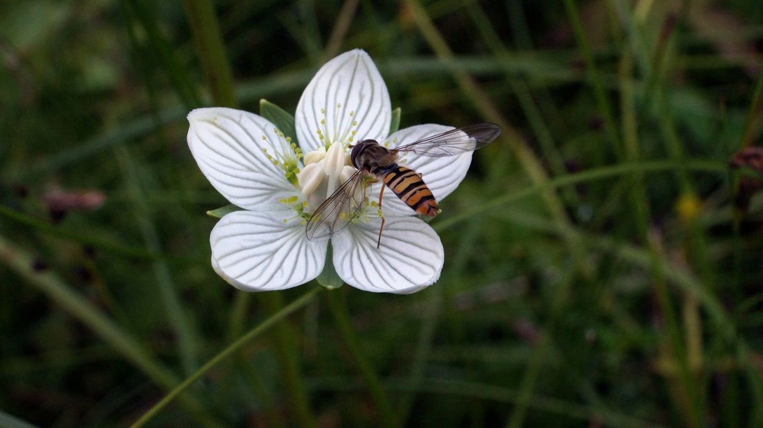 Parnassia
