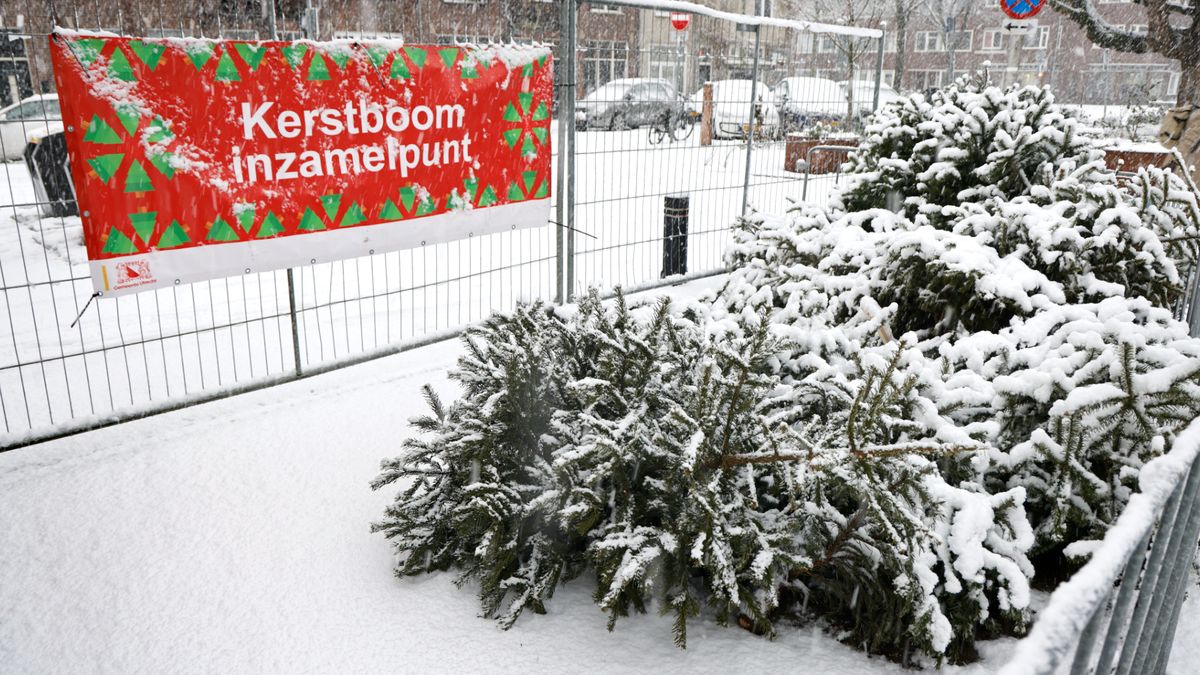 Utrechters houden kerstboom nog even in huis