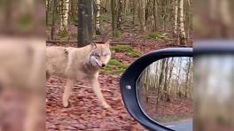 Wolf komt erg dicht bij auto: 'Hij is vermoedelijk gevoerd'