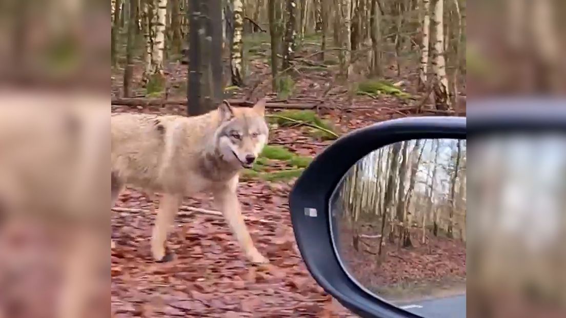Wolf loopt mee met auto