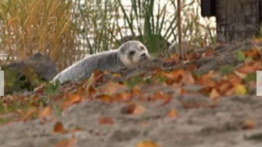 De zeehond die dinsdag gespot werd op het zandstrand van het Veluwemeer bij Nijkerk, is nog altijd niet gevangen. De poging woensdagochtend door medewerkers van zeehondencentrum Pieterburen mislukte.
