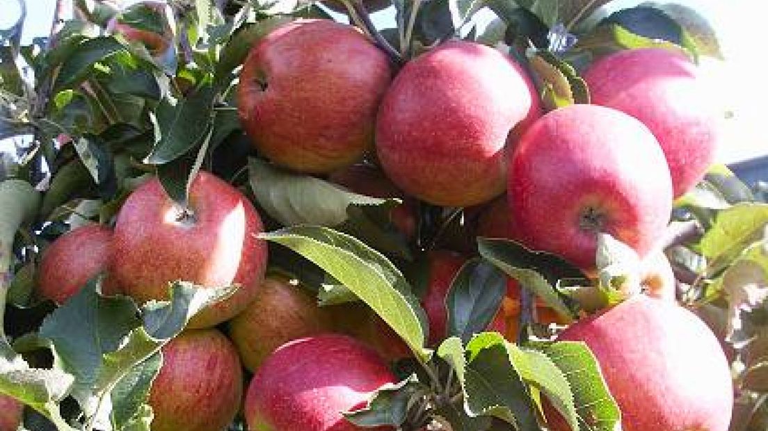 Minder appels en peren geoogst