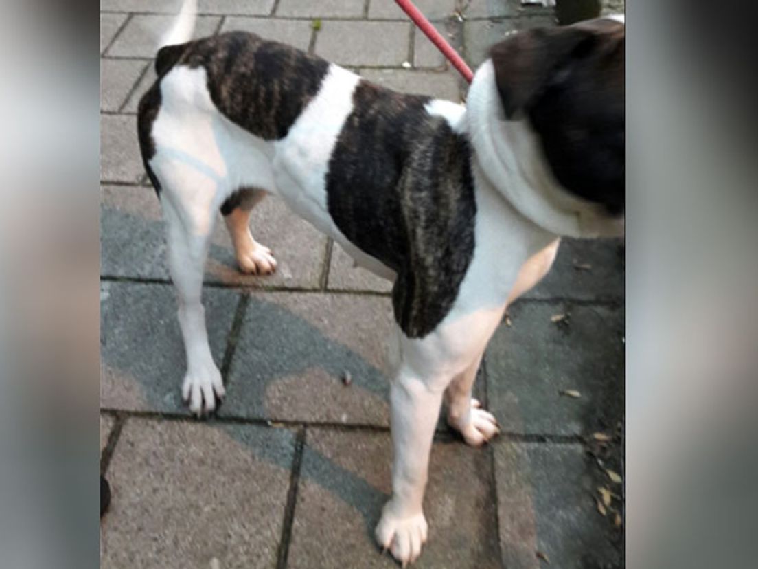 Een van de vermagerende honden.