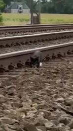 Kitten langs spoor bij Meppel