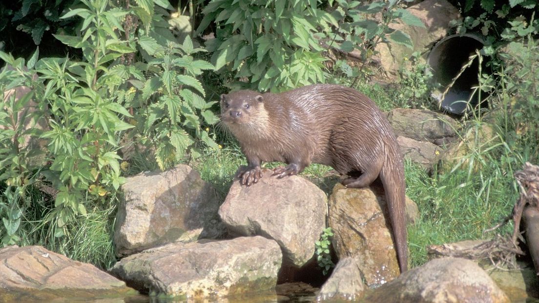 2021 is het Jaar van de Otter