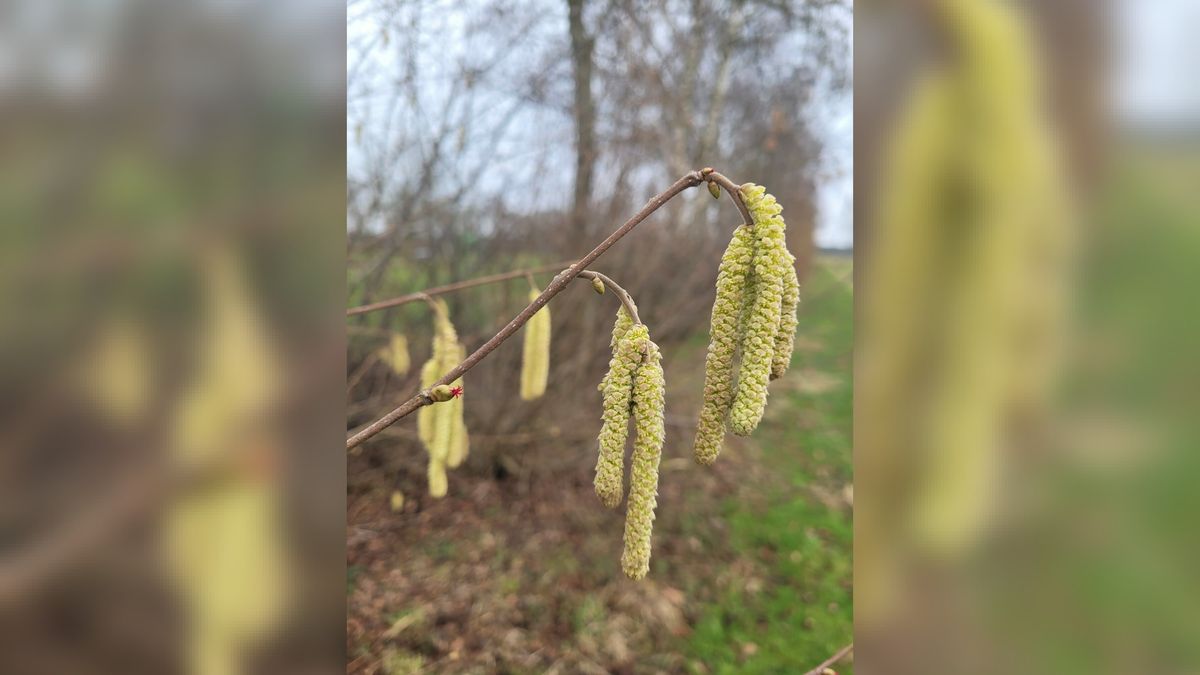 Hangende slierten in bloei, maar hooikoortspatiënten gruwen ervan