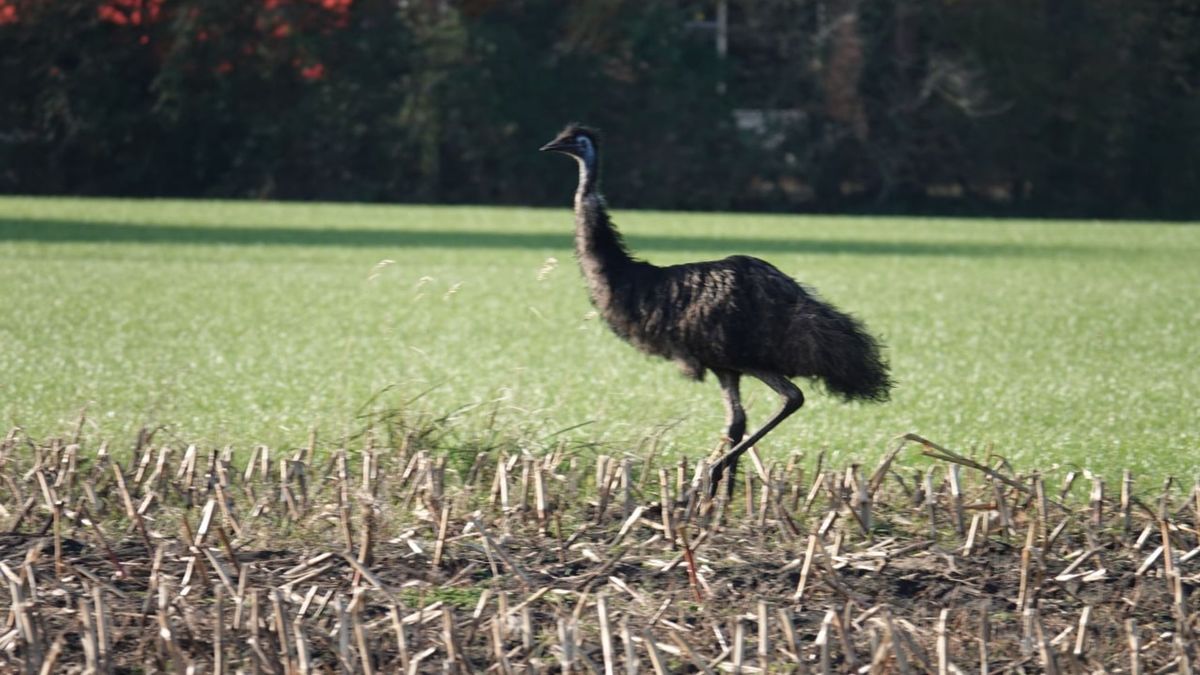 Losgebroken emoe wandelt op z'n gemak in veld bij Lutten