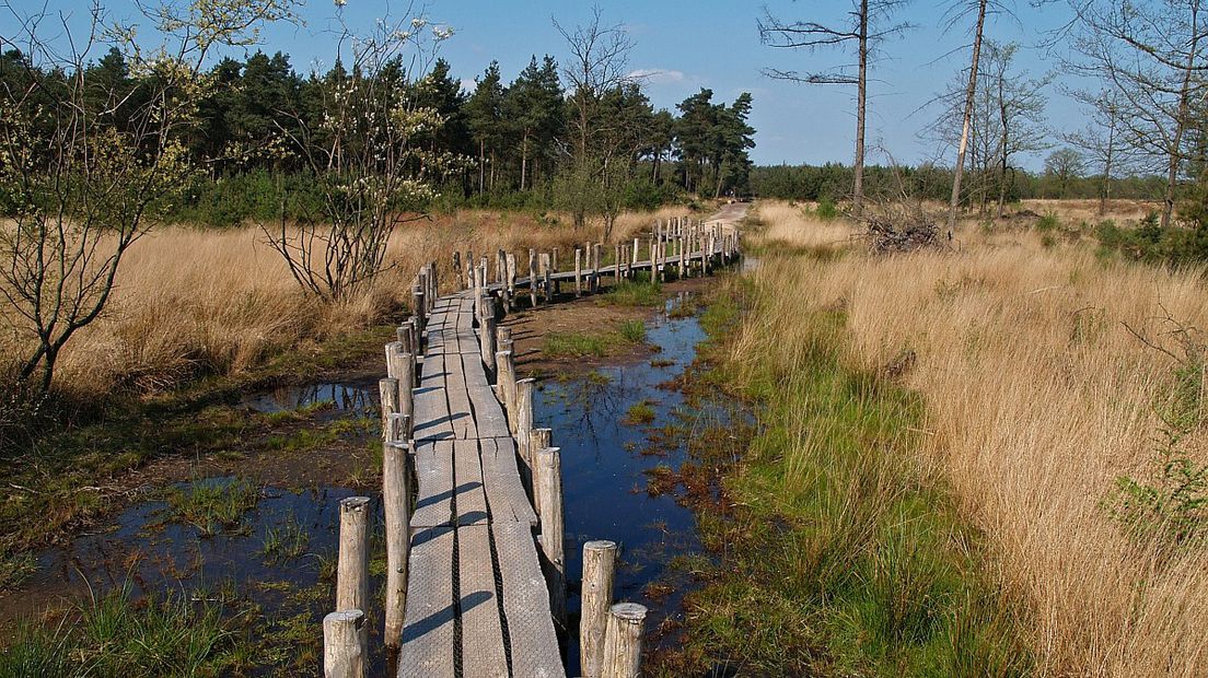 Het Dwingelderveld is één van de Nationale Parken in Drenthe (Rechten: Free Nature Images/Hans Dekker)