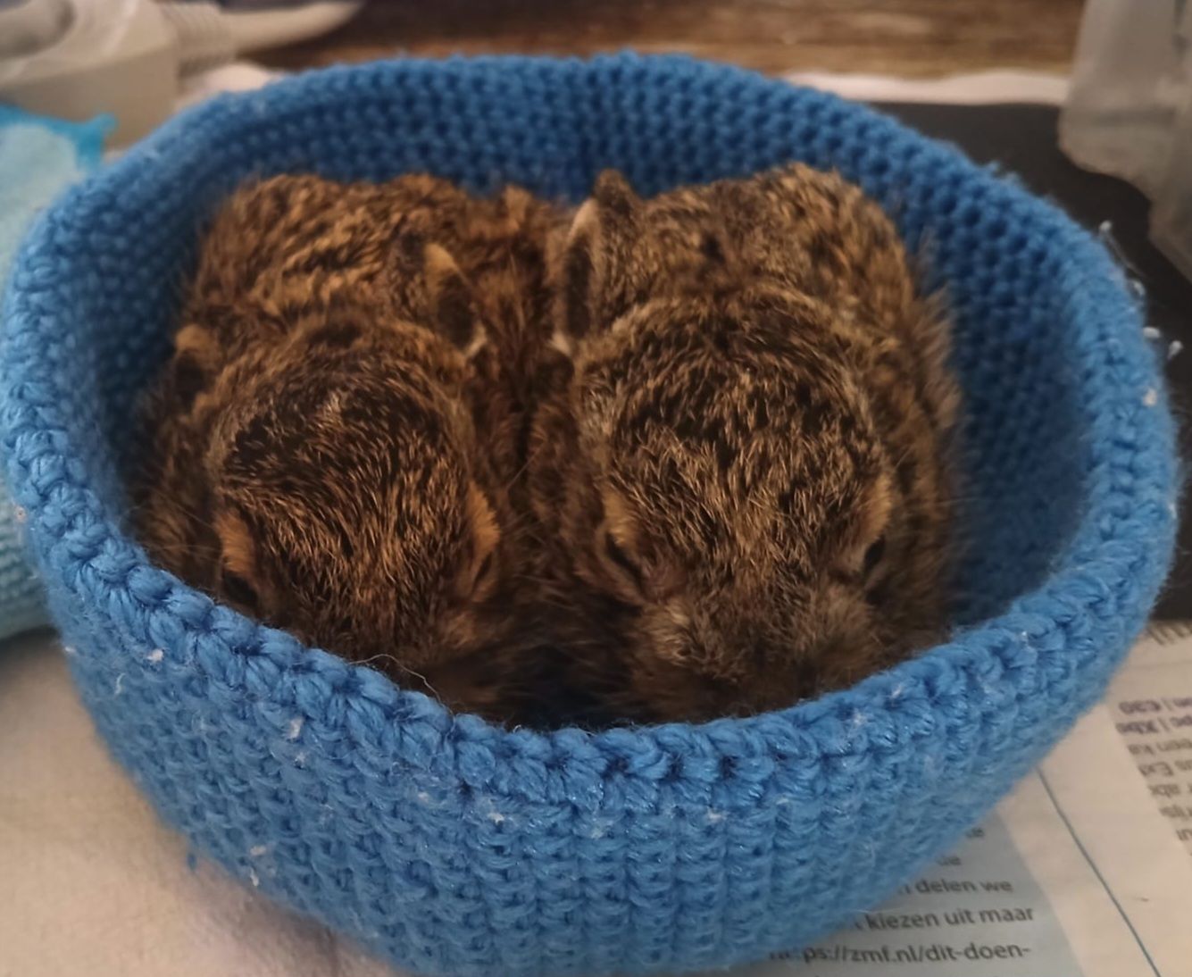 Twee verzwakte haasjes onder de mieren gered door voorbijgangers