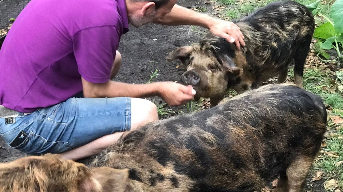 De varkens zijn inmiddels opgevangen bij boerderijen in Overschild en het Drentse Zuidwolde.