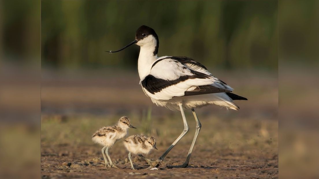 Kluten met jongen hebben het zwaar door de droogte