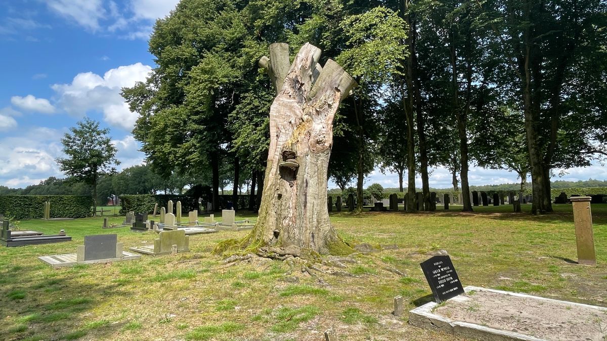 Twaalf-Apostelenboom Grolloo: hoe krijg je twaalf stammen in één boom?