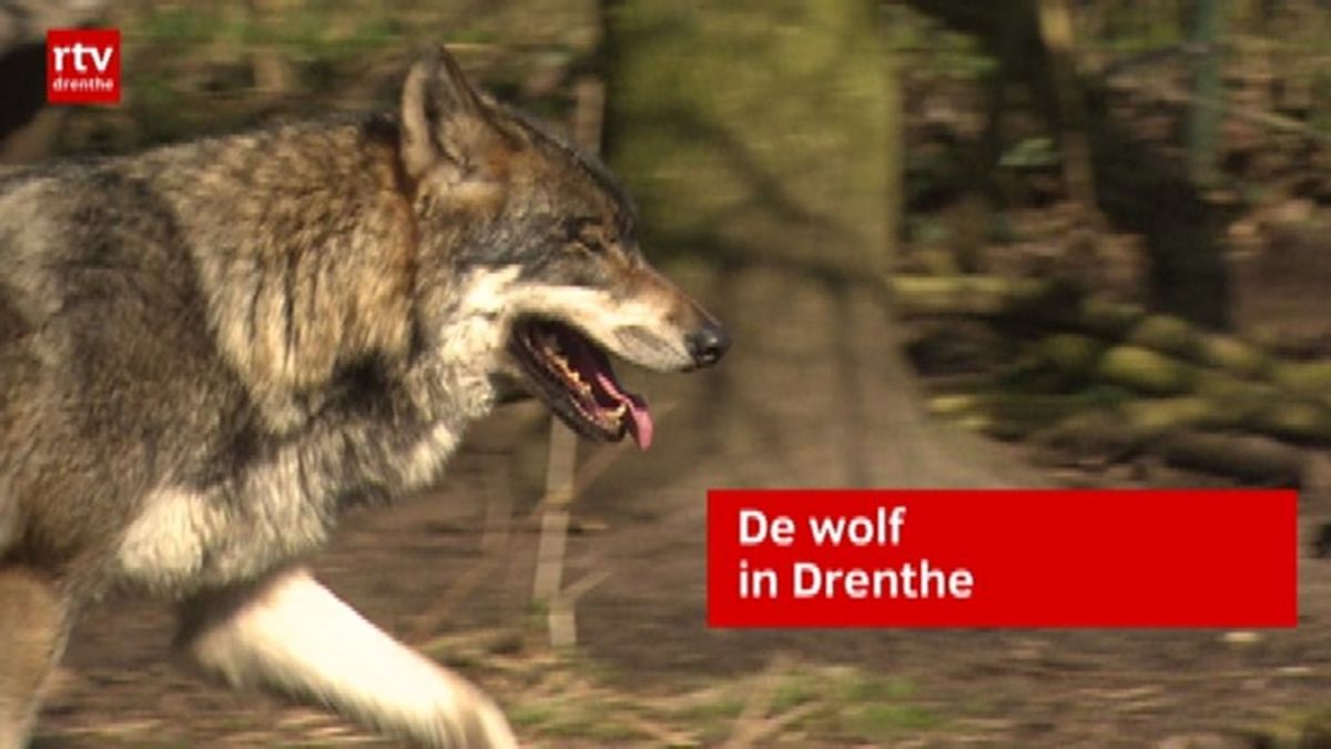 De wolf werd de afgelopen jaren vaker gezien in Drenthe