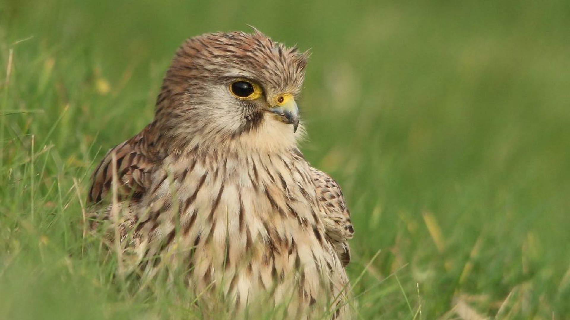 Opvallend: Achterhoekse vogel vliegt naar Costa Brava