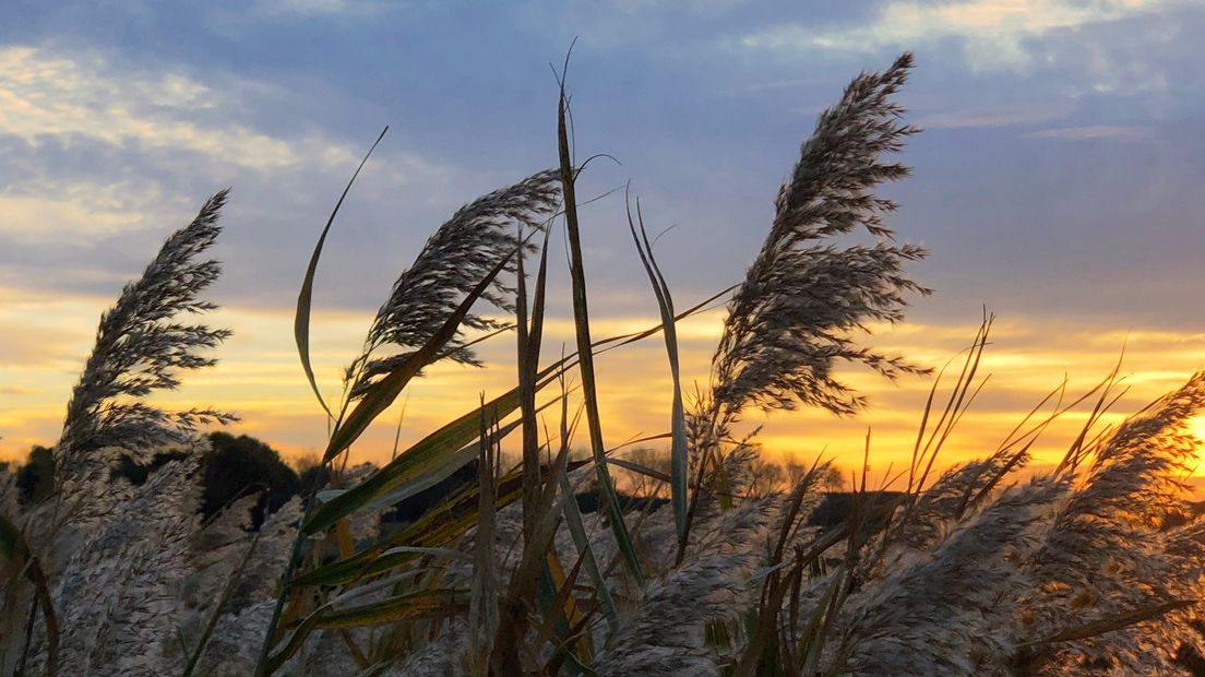 Pluimen in de wind bij Middelburg