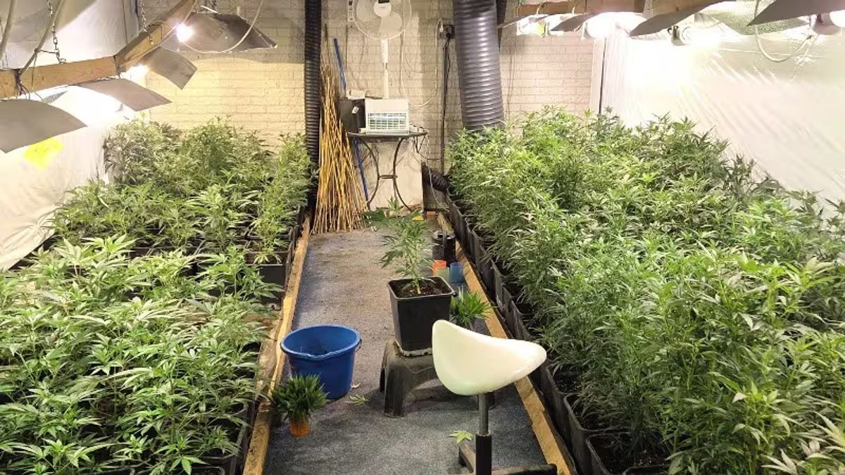 Politie vindt meer dan duizend hennepstekken in schuur: drie mannen aangehouden