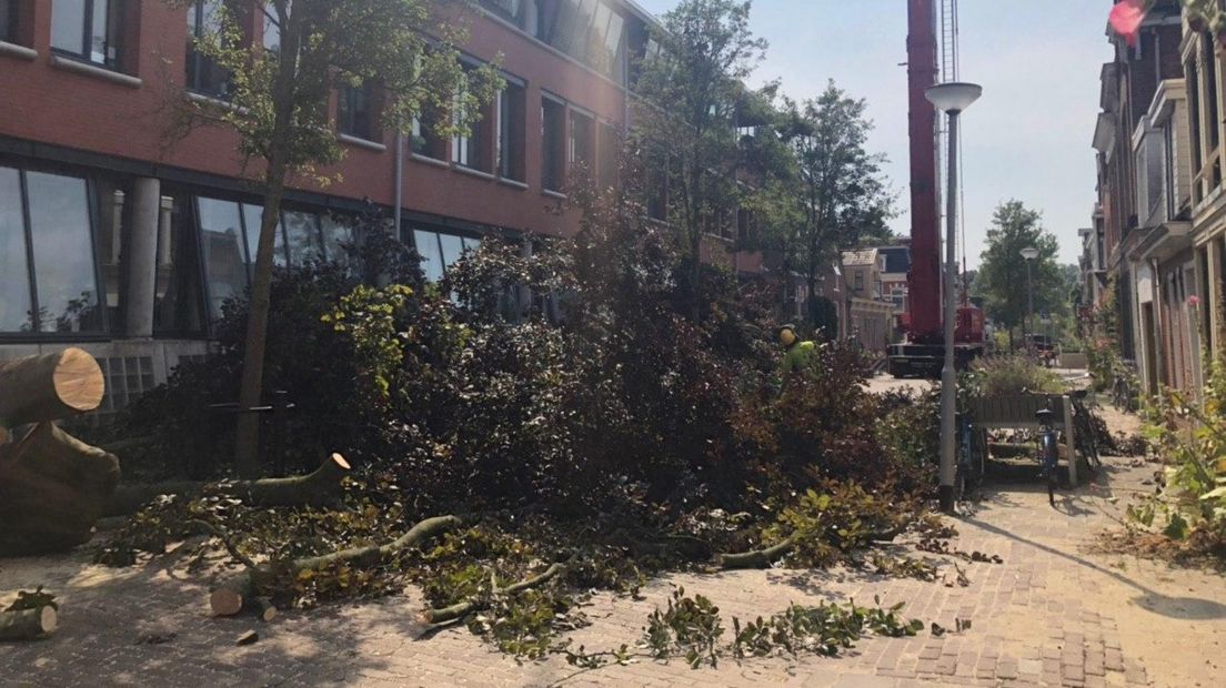 Met behulp van een hoge kraan wordt de ruim 22 meter hoge beuk gekapt