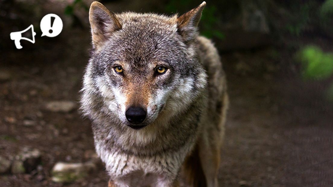 Is er ruimte voor de wolf in Nederland, of moet hij worden afgeschoten? (Rechten:Pixabay)